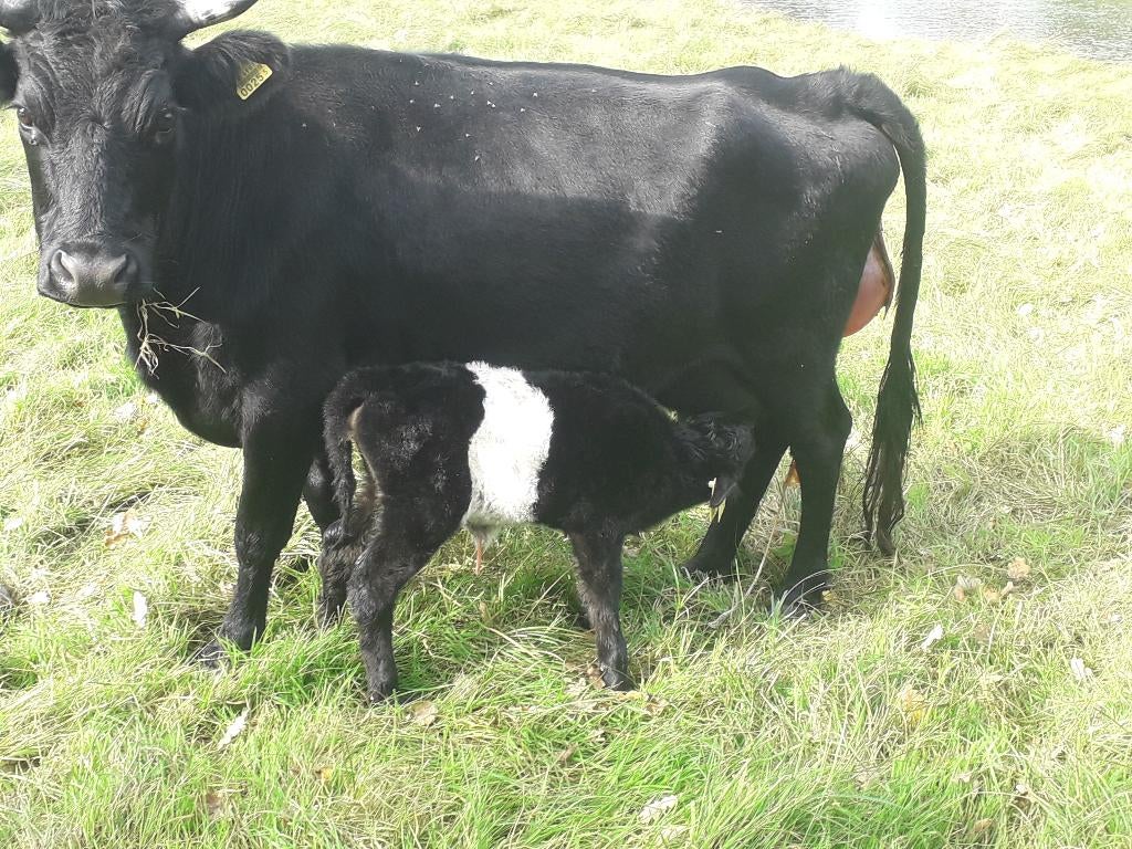 Hele mooie vruchtbare Dexter koe waarschijnlijk zwanger, Vrouwelijk, 3 tot 6 jaar