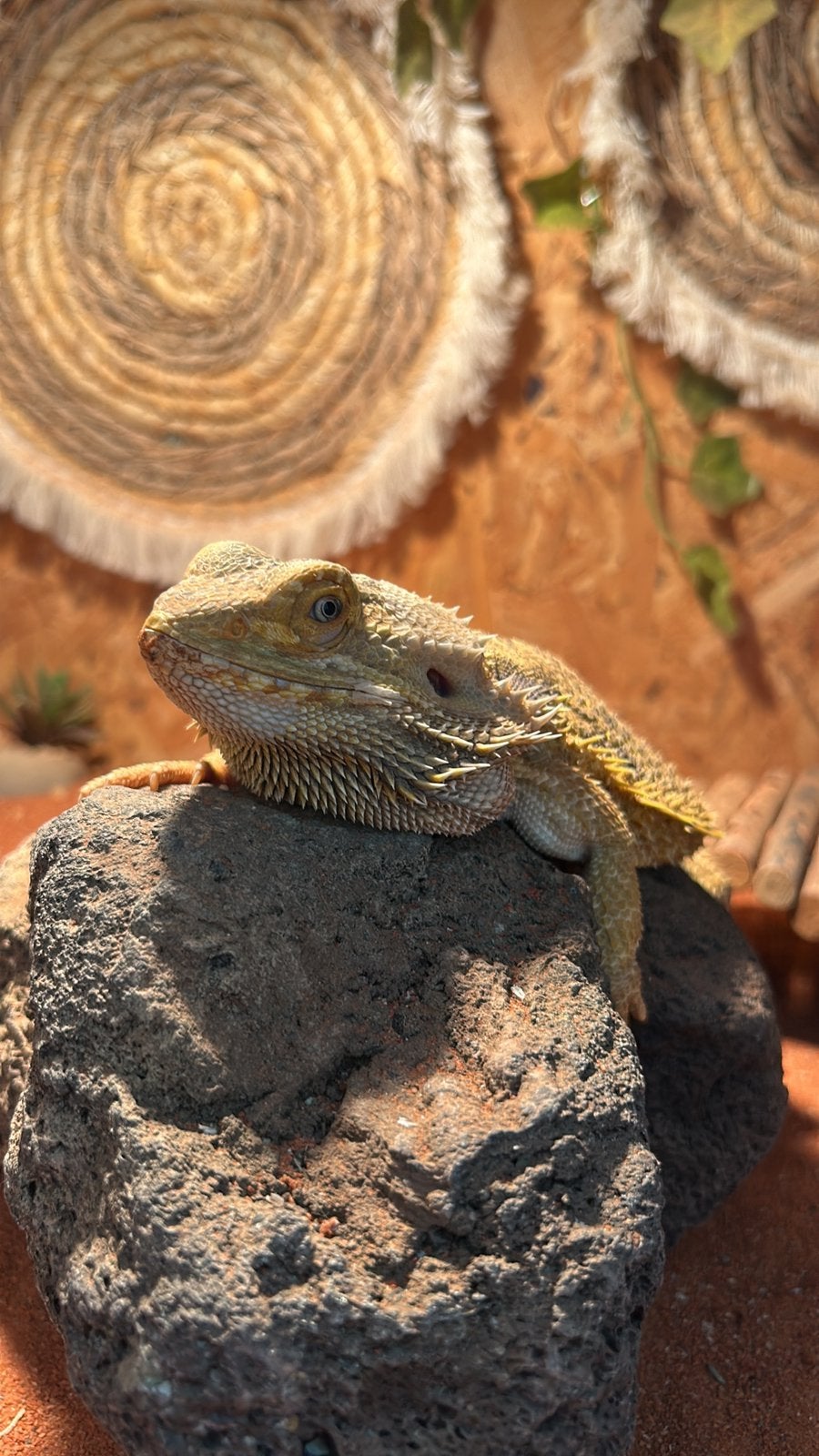 Baardagaam Bearded Dragon - unknown for sale from Stekelenburg
