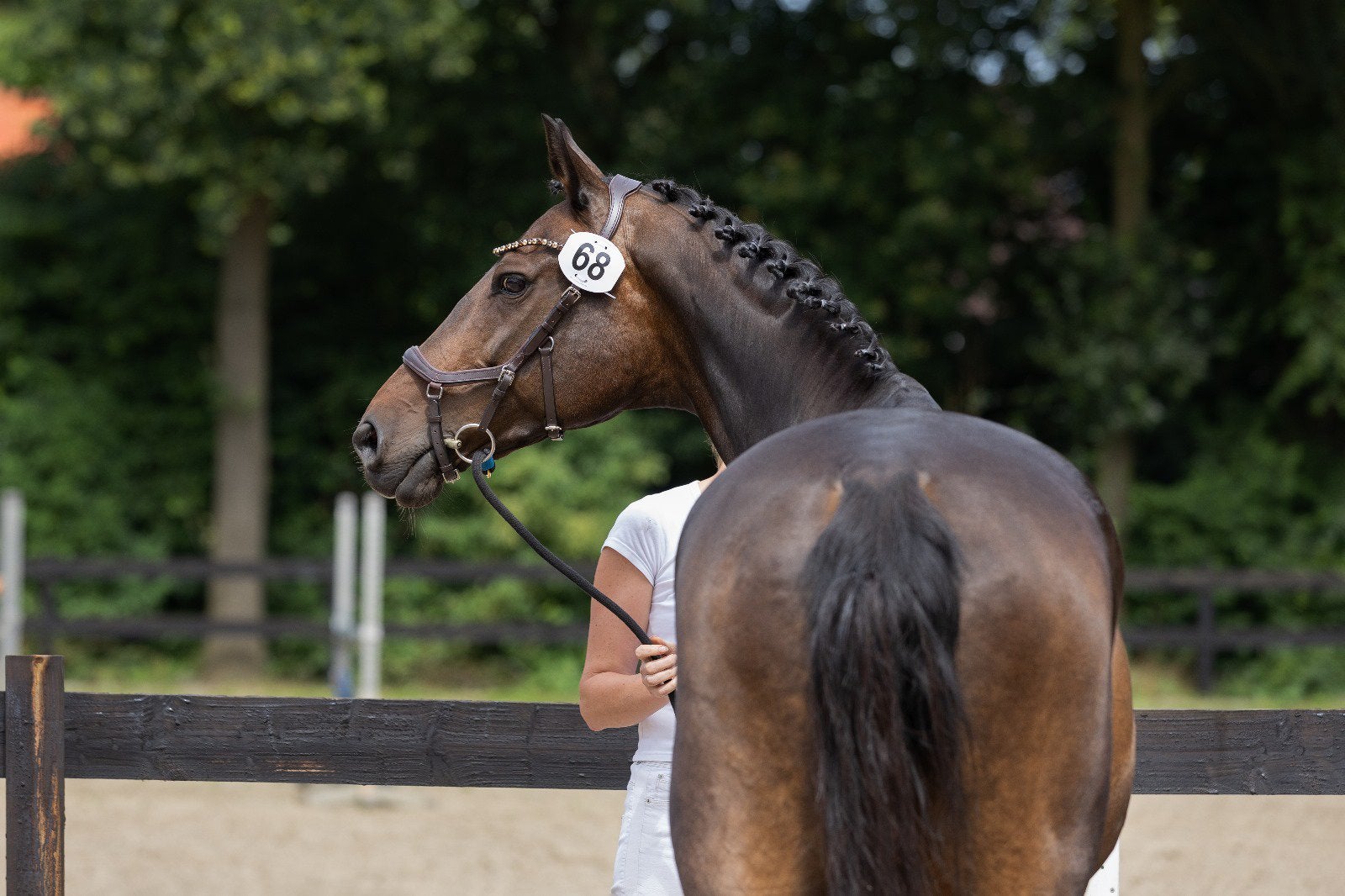 Knappe, lieve fokmerrie van Sandreo te koop of te ruil, Dieren en Toebehoren, Merrie