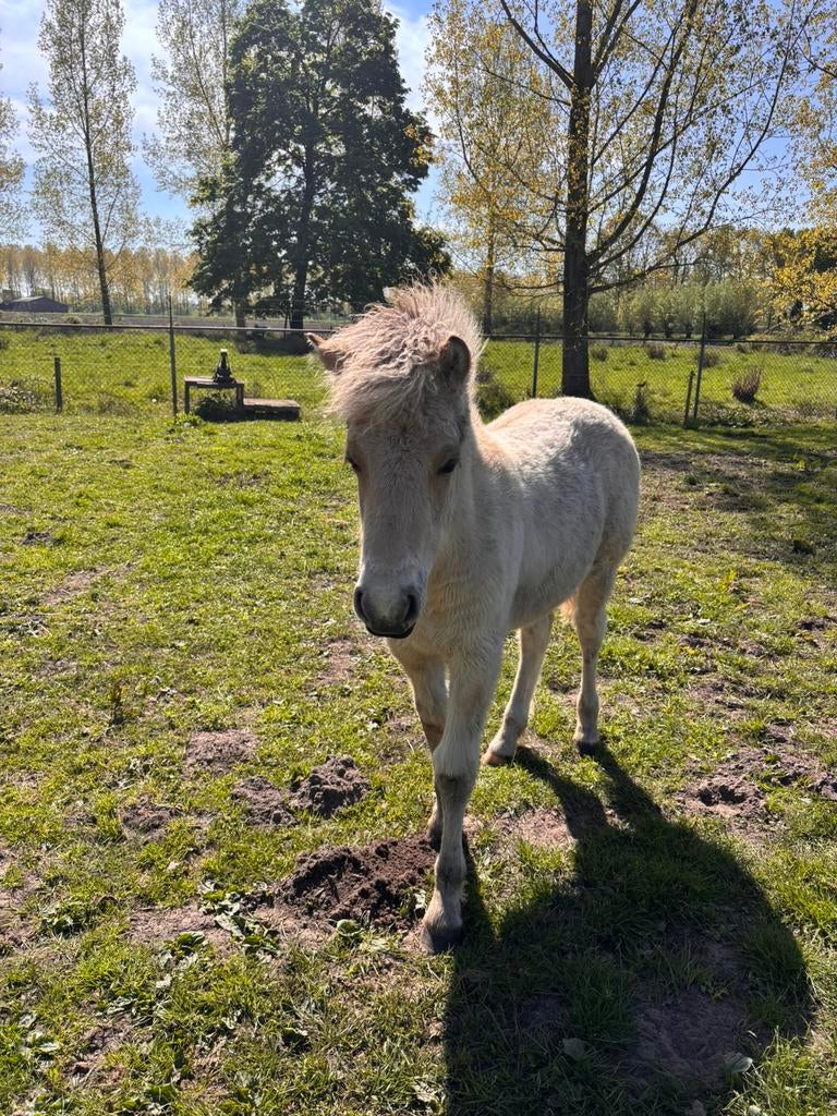 Te koop Fjord veulen, Dieren en Toebehoren, Pony's, Niet van toepassing, Hengst, A pony (tot 1.17m), Gechipt