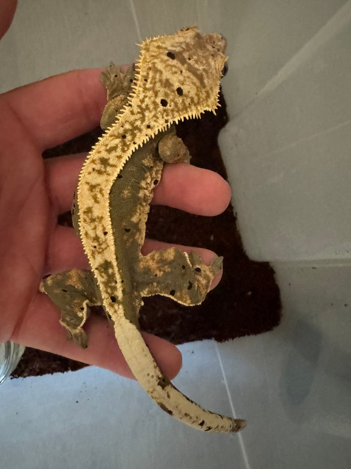 0.1 wimpergekko 100 % het Axanthic kweekvrouw crested gecko