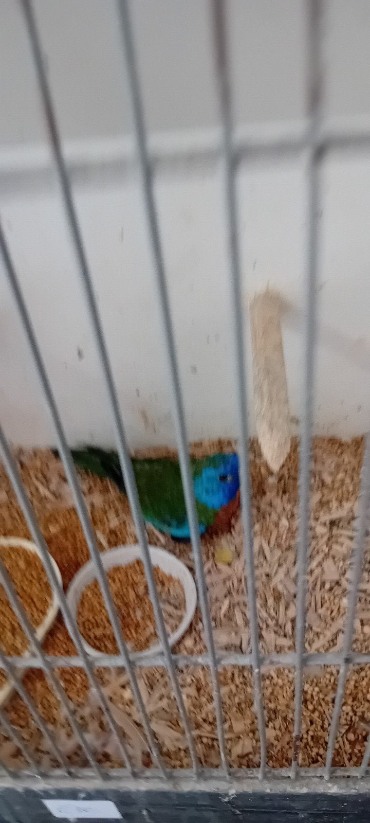 te koop splendidparkiet man, Dieren en Toebehoren, Vogels | Parkieten en Papegaaien, Mannelijk, Parkiet