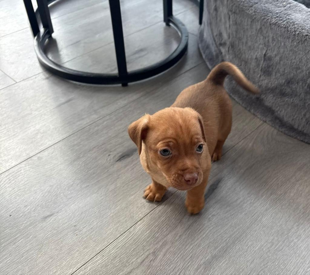 Jack russell pups, Dieren en Toebehoren, Honden | Jack Russells en Terriërs, Parvo, Jack Russell Terriër, Reu, 8 tot 15 weken