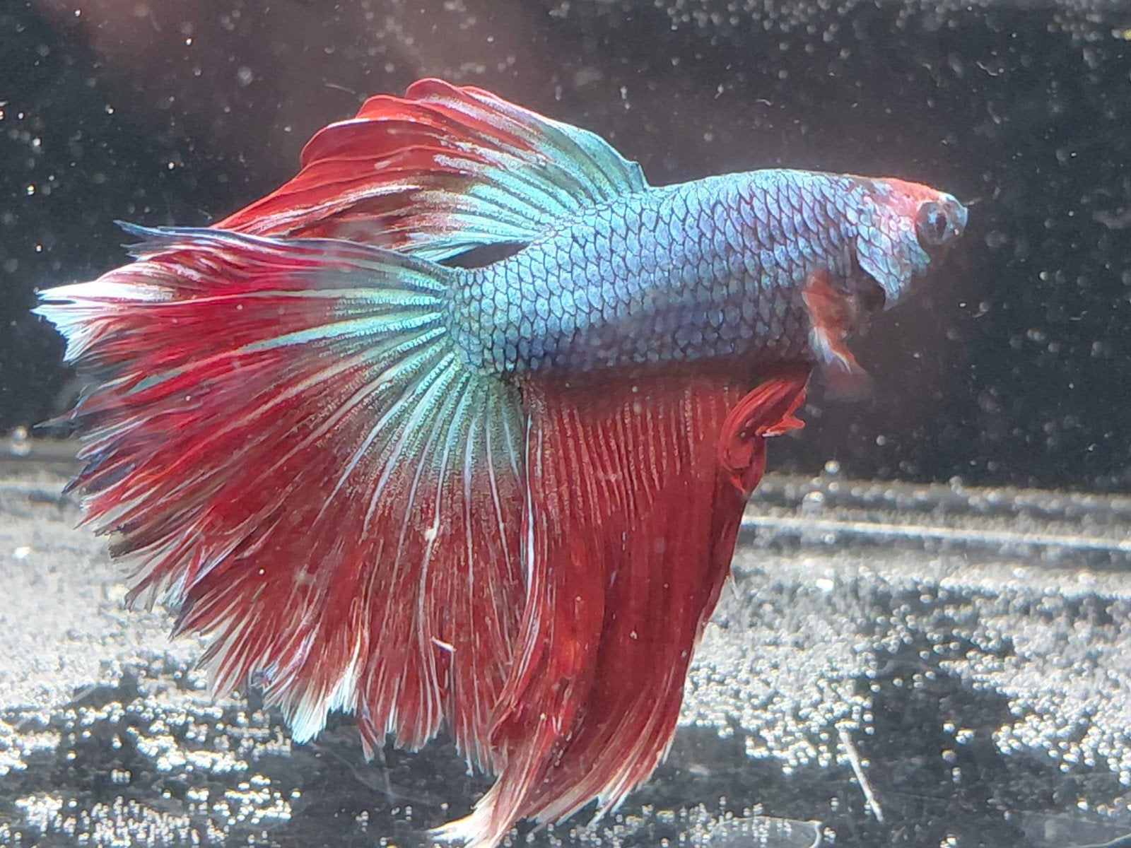 Betta man halfmoon, Dieren en Toebehoren, Vissen | Aquariumvissen, Vis