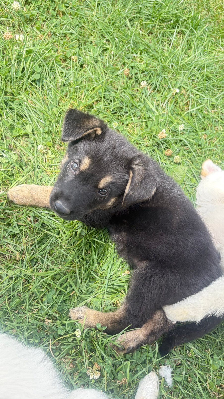 Puppys ❤️ Unieke kruising witte herder x ridgeback, Groot, Meerdere, Meerdere dieren, Nederland