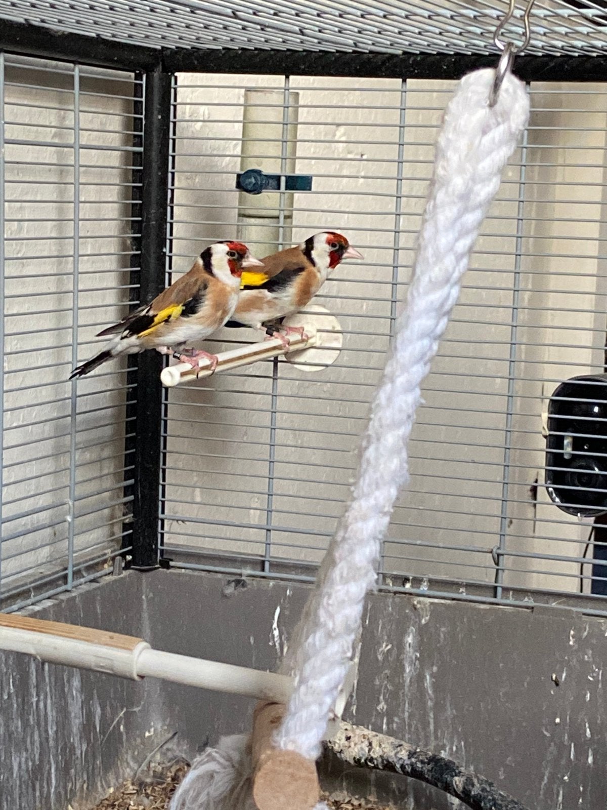 Majoor putters, Dieren en Toebehoren, Meerdere dieren, Wildzangvogel, Geringd