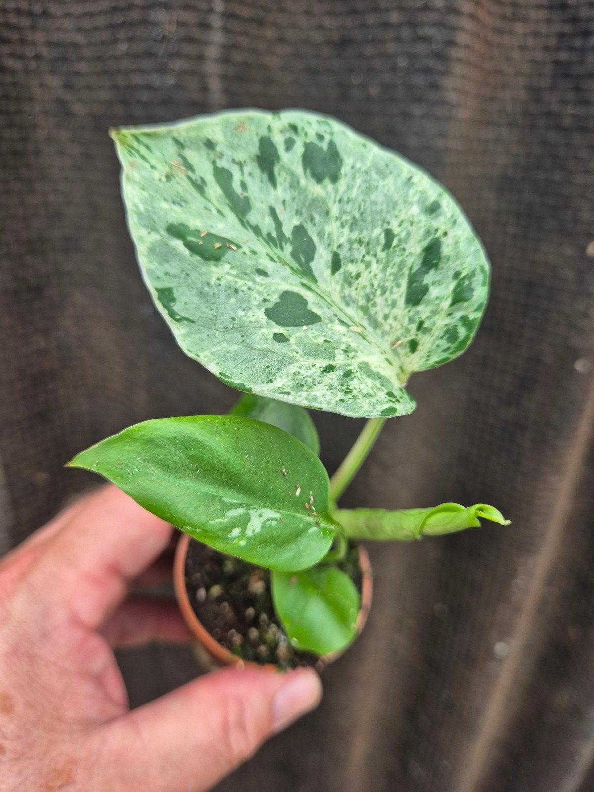 Monstera D Bulbasaur p6 (10), Huis en Inrichting, Ophalen of Verzenden, Halfschaduw, Minder dan 100 cm