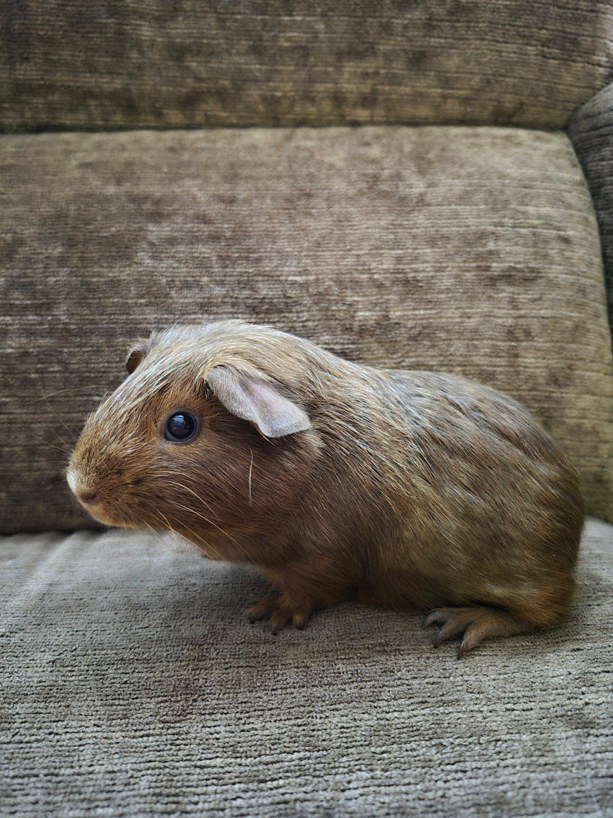 mooi beertje 16-6 2026, Dieren en Toebehoren, Knaagdieren, Cavia, Juni, Mannelijk, Tam