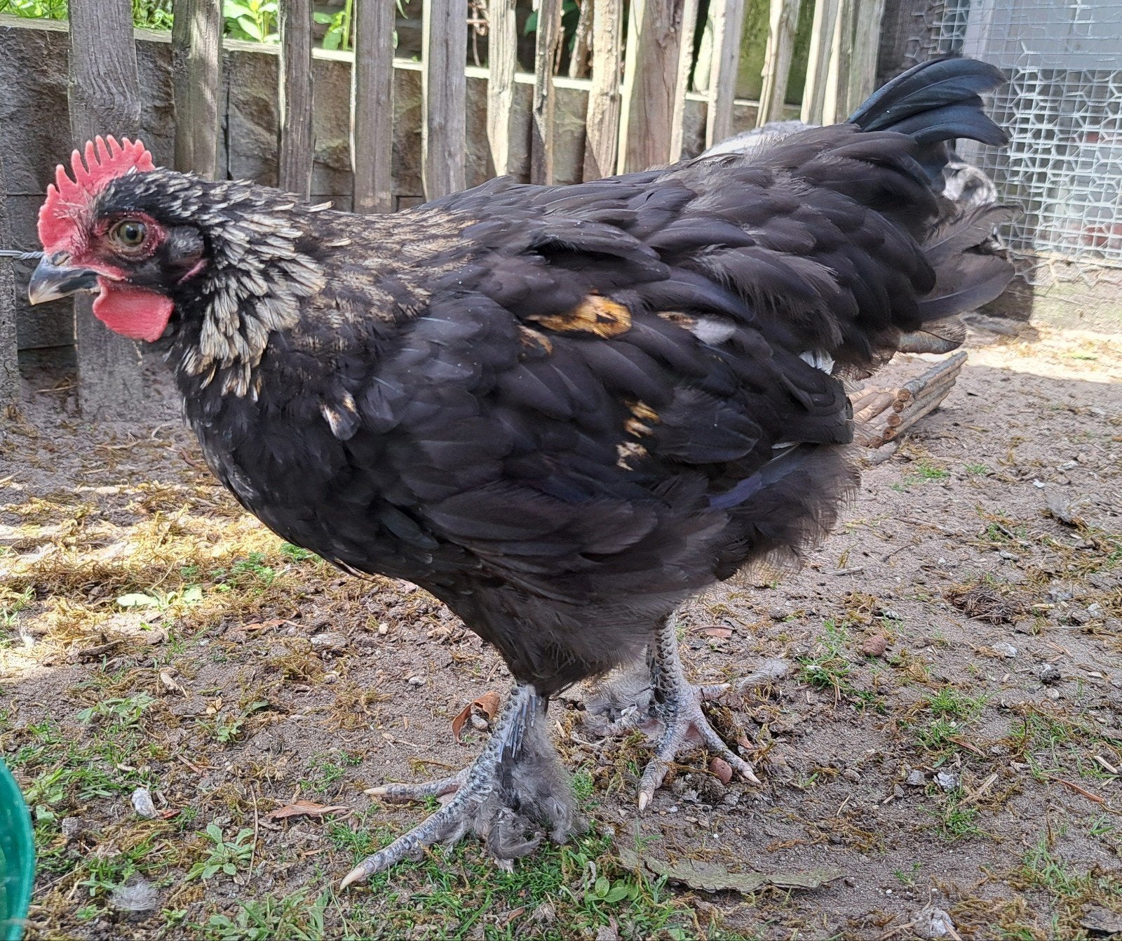 Prachtig zwart koperhals marans haantje, Mannelijk, Kip