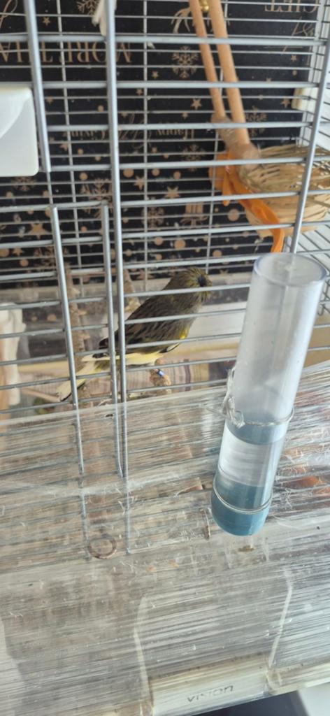 Kanarie, Dieren en Toebehoren, Vogels | Kanaries, Mannelijk, Zangkanarie