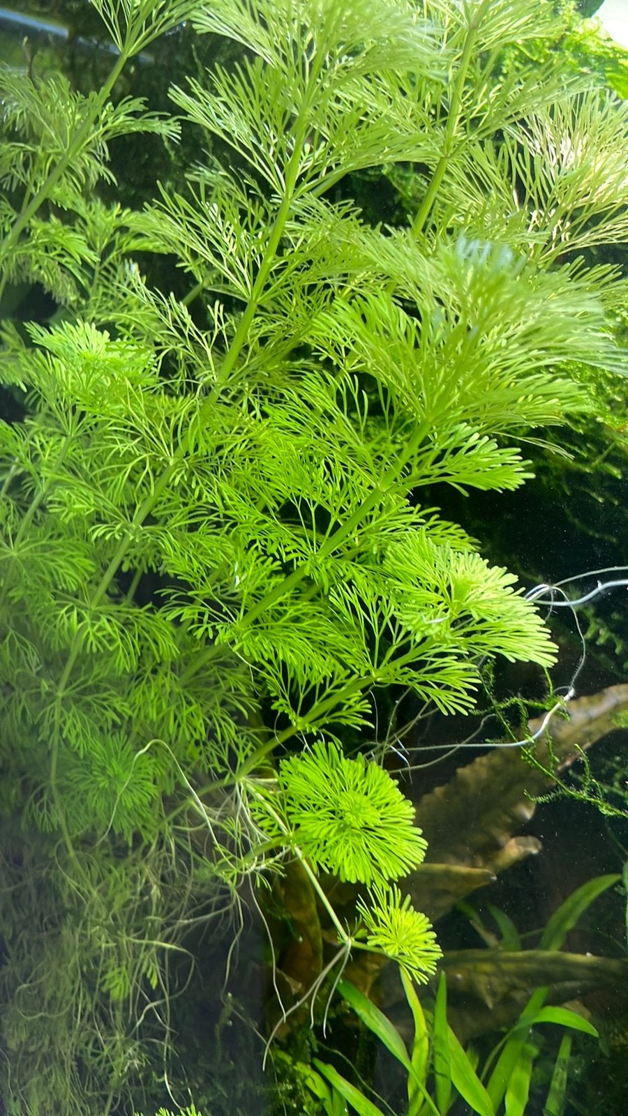Limnophila sessiliflora, Overige typen