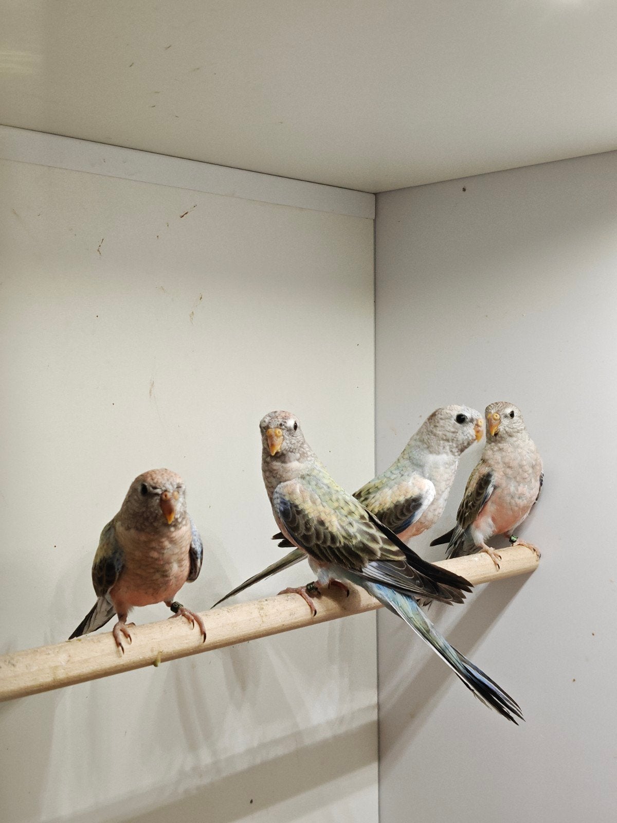 te koop bourkes 2026, Meerdere dieren, Parkiet