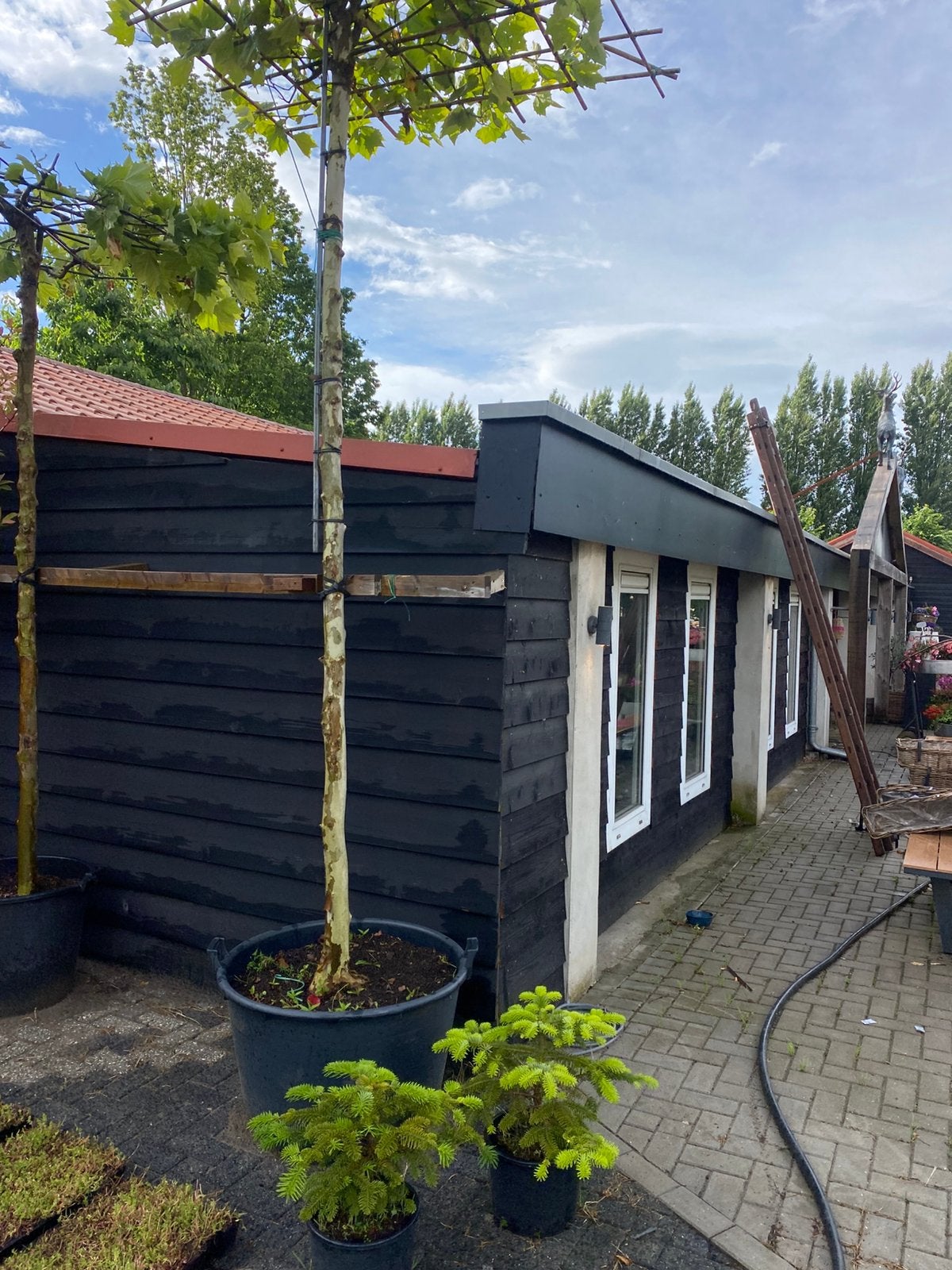 Dak plataan 325 hoog dak 180x180 cm nu €175,00, Tuin en Terras, Planten | Bomen, Volle zon, Bloeit niet, 100 tot 250 cm, Overige soorten