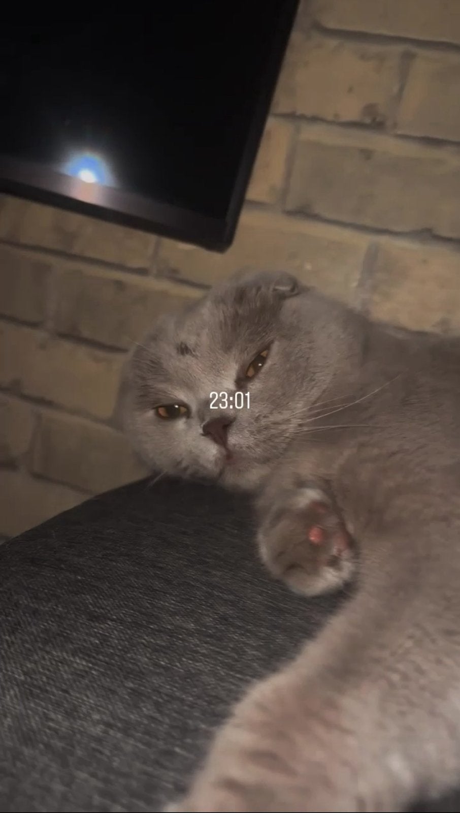 Lieve 5‑jarige binnenkat zoekt nieuwe thuis, Kater, Met stamboom, 3 tot 5 jaar