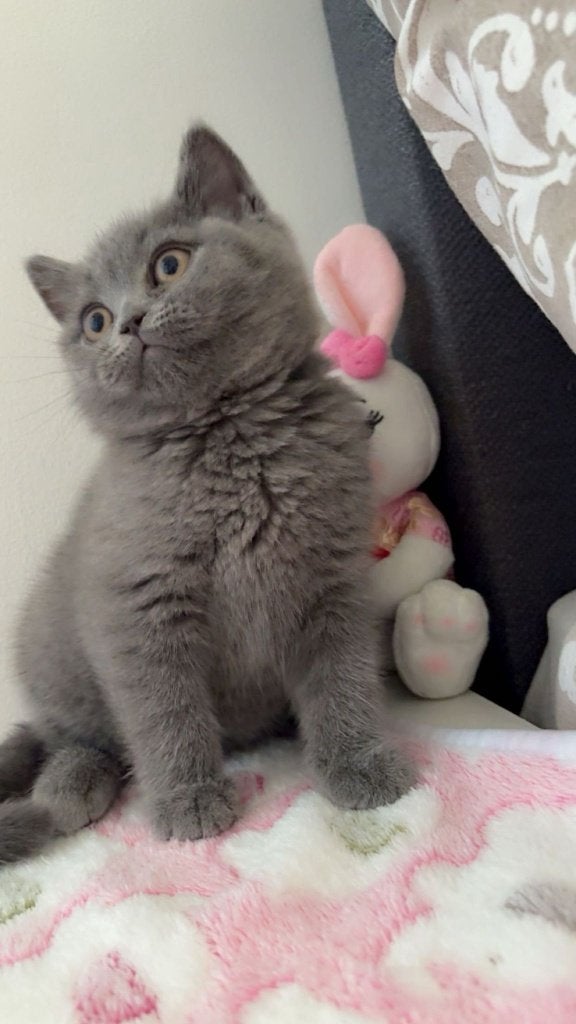 Britse korthaar kittens, Dieren en Toebehoren, Katten en Kittens | Raskatten | Korthaar, Meerdere dieren, Ontwormd, 0 tot 2 jaar
