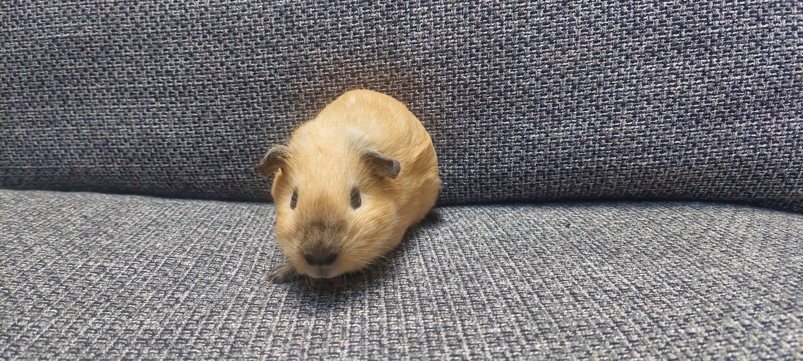 california beertje, Dieren en Toebehoren, Augustus, Mannelijk, Cavia
