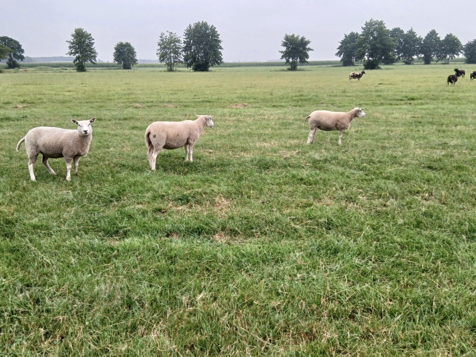 12 ooien tekoop, Dieren en Toebehoren, Meerdere dieren, Schaap