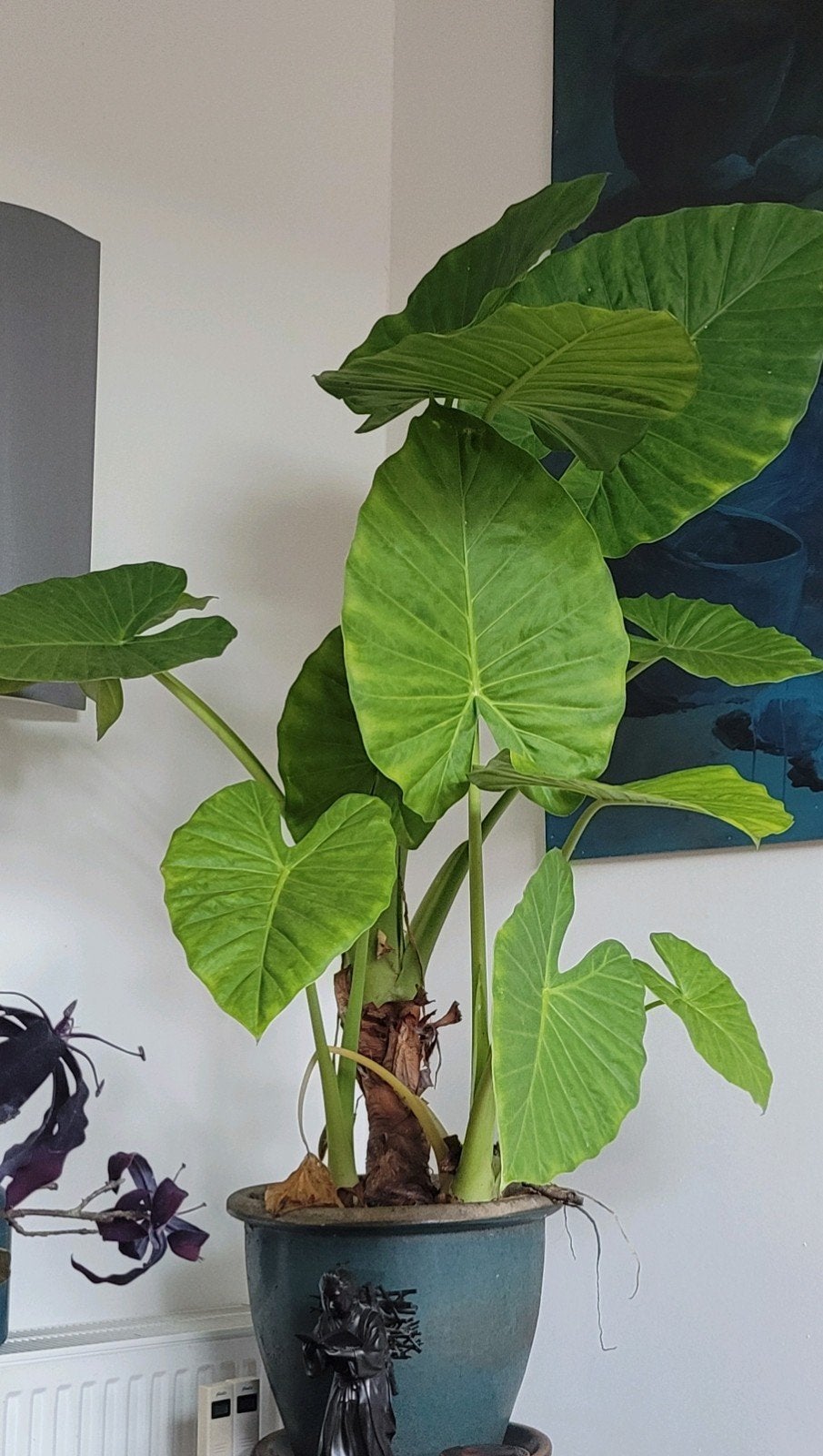 Grote Olifantsoor Plant (Alocasia) - 160cm hoog, Huis en Inrichting, Ophalen, Halfschaduw, 150 tot 200 cm
