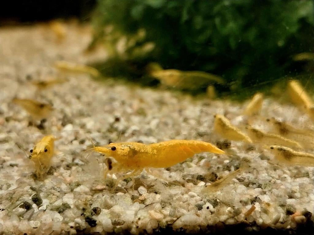 Neocardina yellow neon garnalen., Dieren en Toebehoren, Vissen | Aquariumvissen, Kreeft, Krab of Garnaal