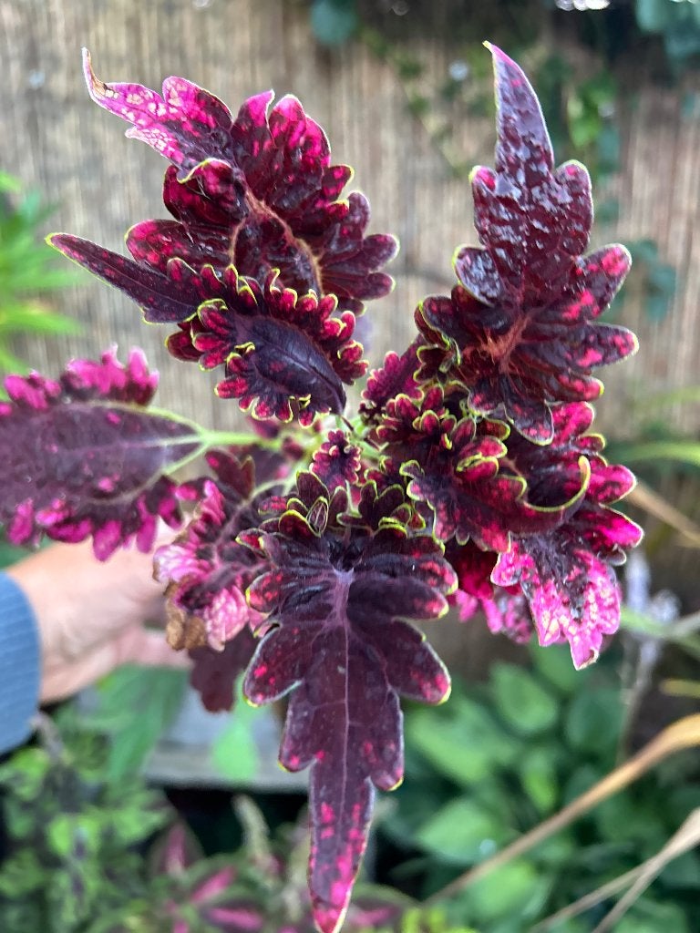 Coleus topstek✂️, Ophalen of Verzenden, Halfschaduw, Minder dan 100 cm