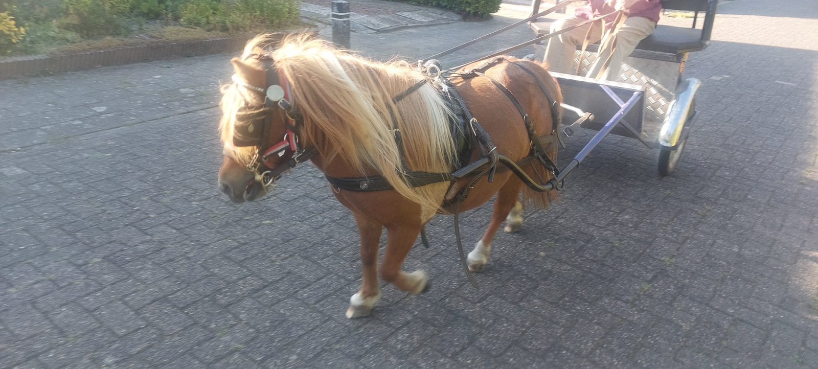 ** Super brave shetlander merrie **, Dieren en Toebehoren, Pony's, Merrie, A pony (tot 1.17m), 0 tot 2 jaar