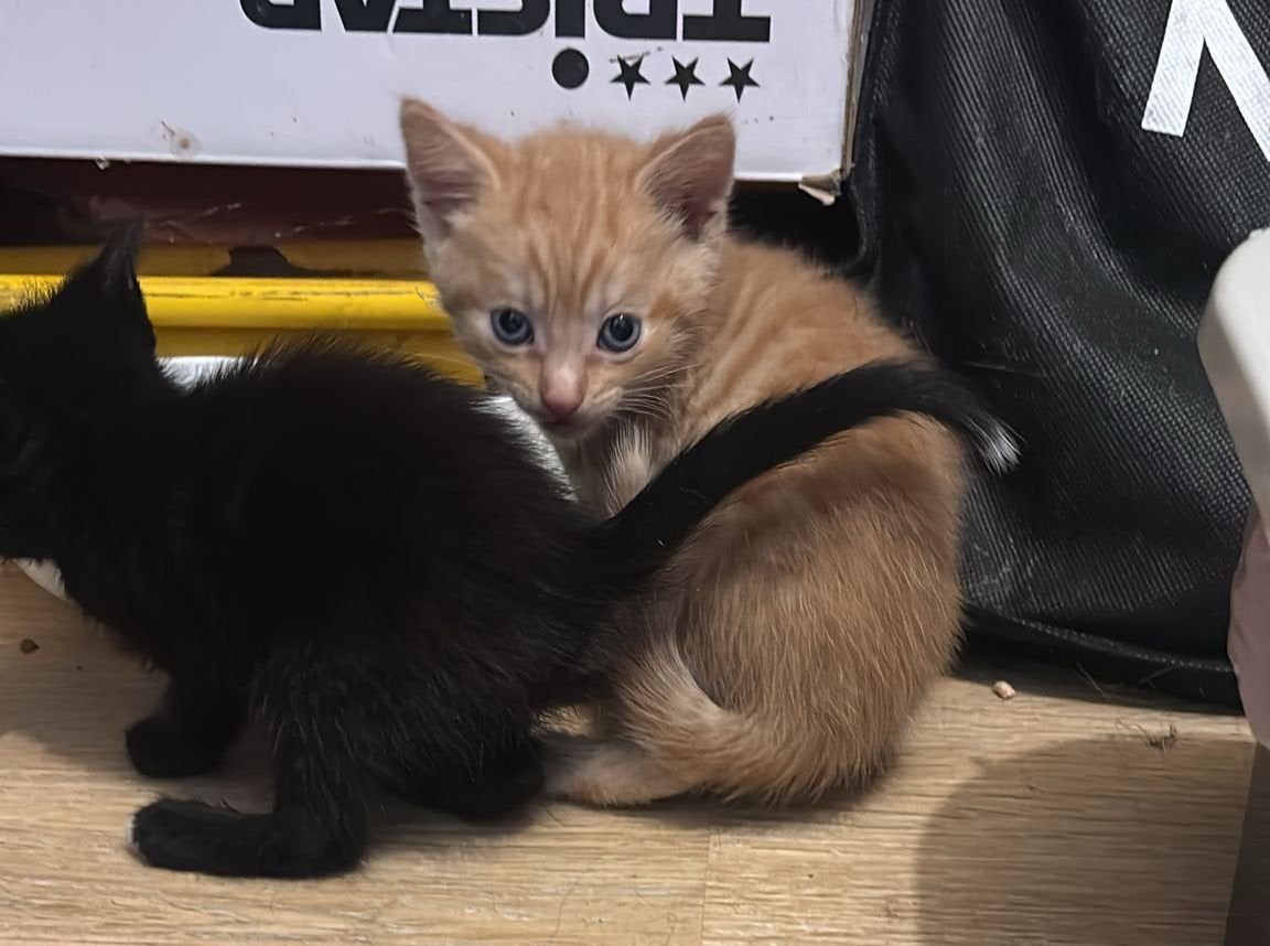 Kitten Zwart, Kater, Kortharig