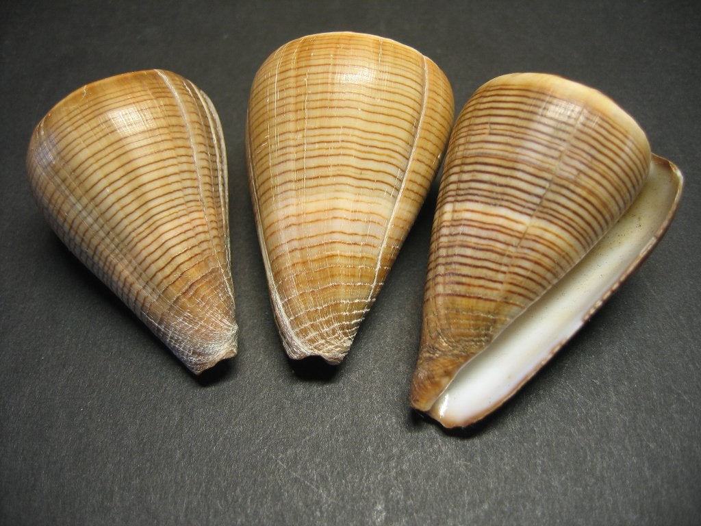 Schelpen: Conus figulinus Linnaeus, 1758., Ophalen of Verzenden, Schelp(en)
