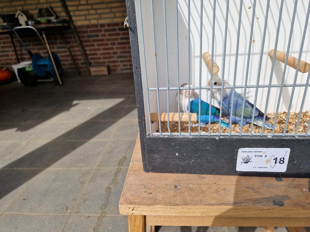 2x BLAUWE AGAPORNIS, Dieren en Toebehoren, Vrouwelijk, Dwergpapegaai of Agapornis