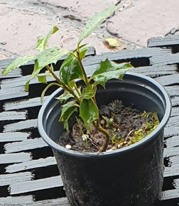Hulst., Ophalen of Verzenden, Overige soorten, Halfschaduw