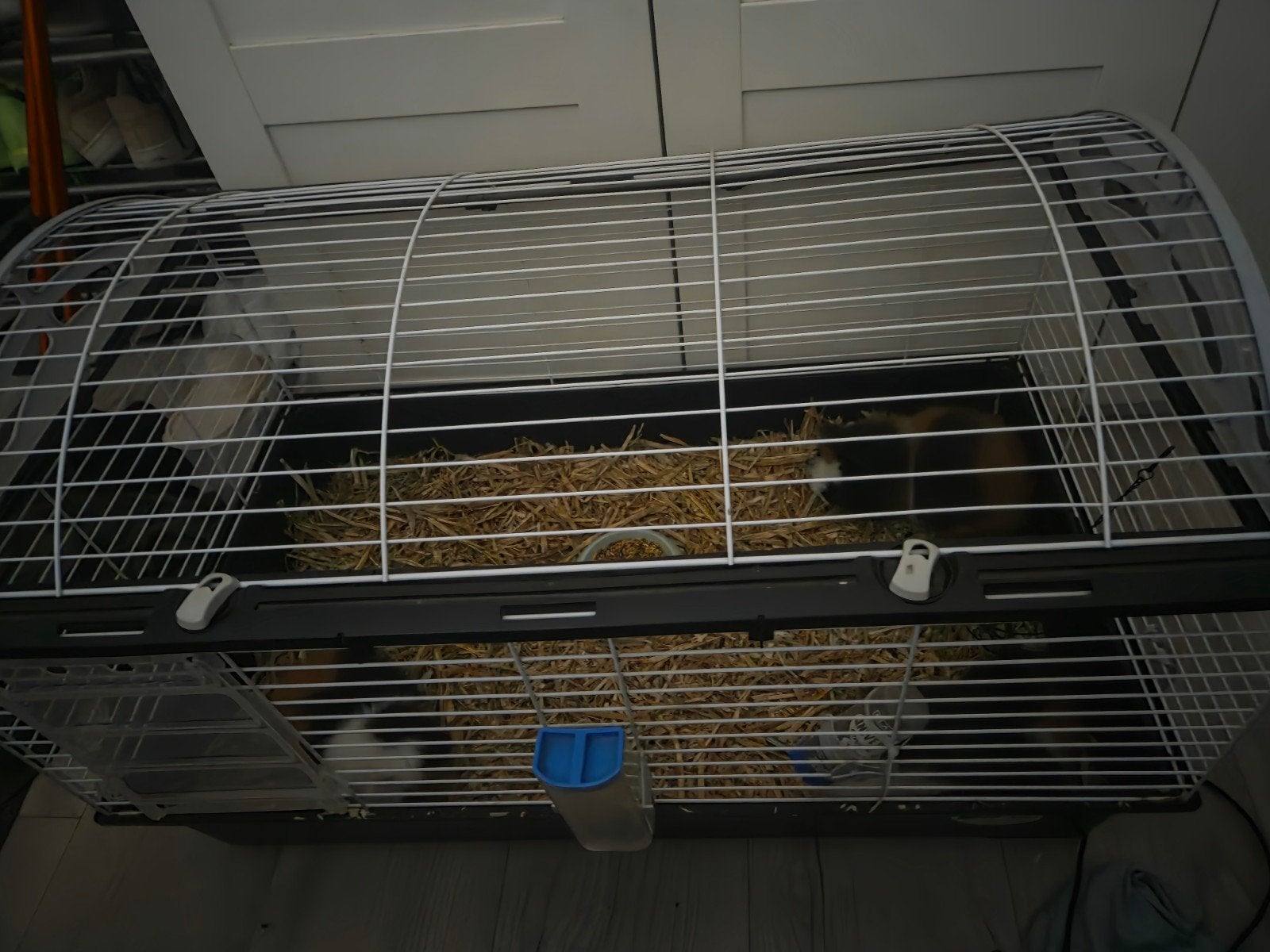 3 teddy cavia's, Kooi, 110 cm of meer, Zo goed als nieuw, Cavia