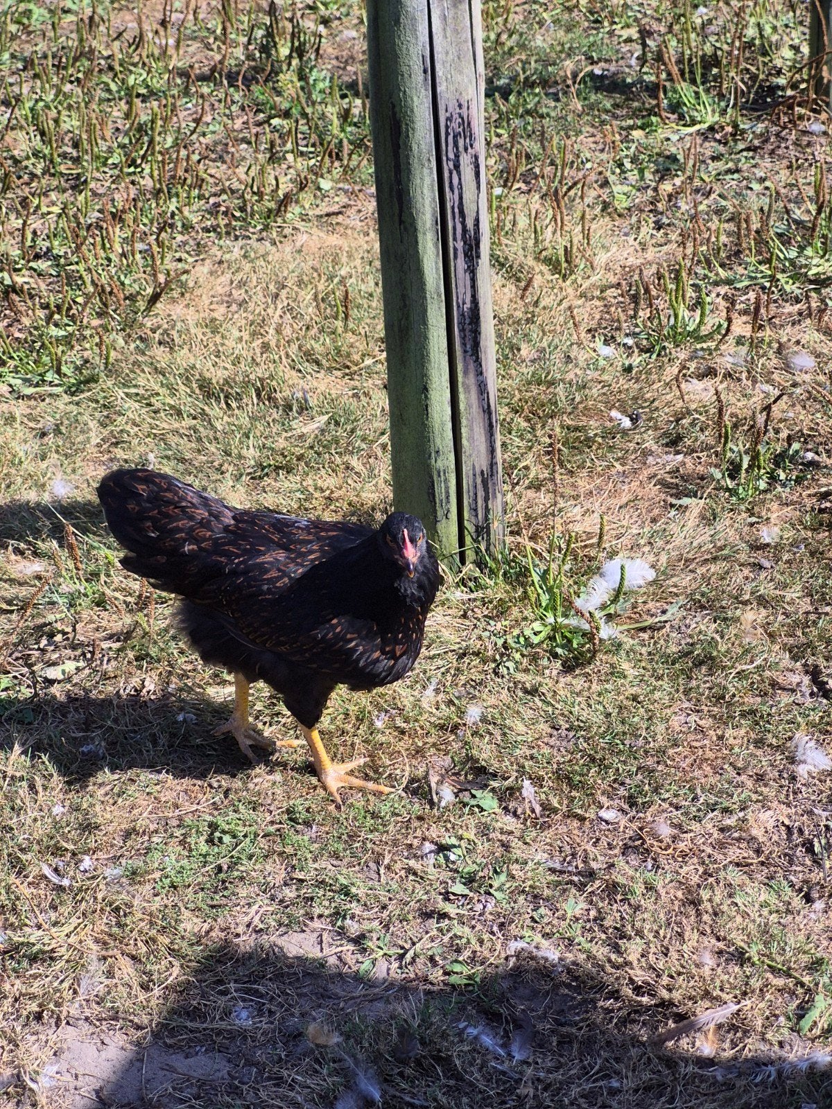 Barnevelders te koop, Dieren en Toebehoren, Meerdere dieren, Kip