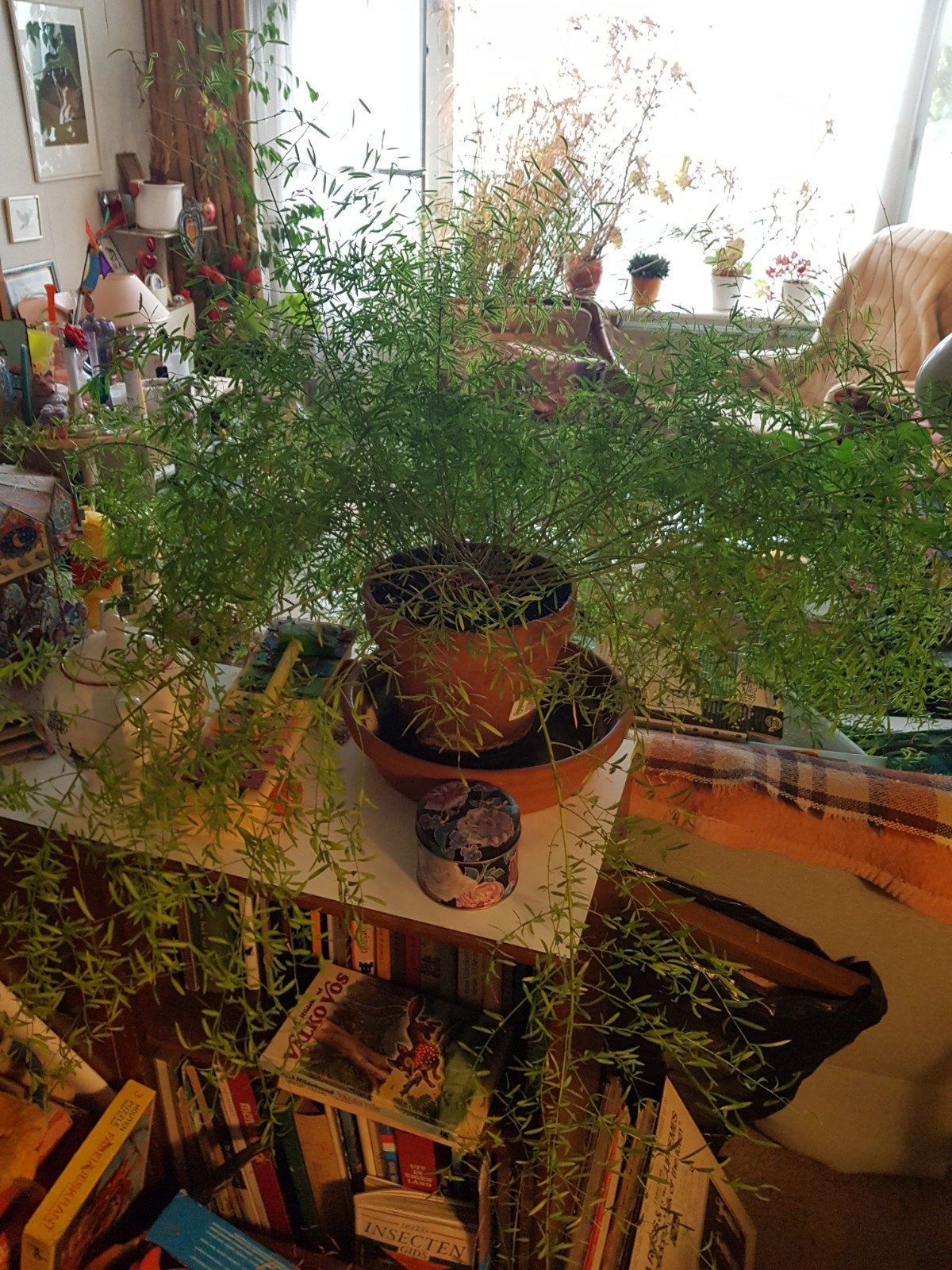 1 plant, Asparagus., Ophalen