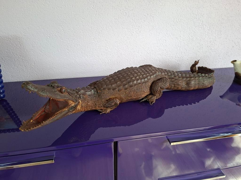 Opgezette krokodil/kaaiman, 80 cm, Verzamelen, Ophalen of Verzenden