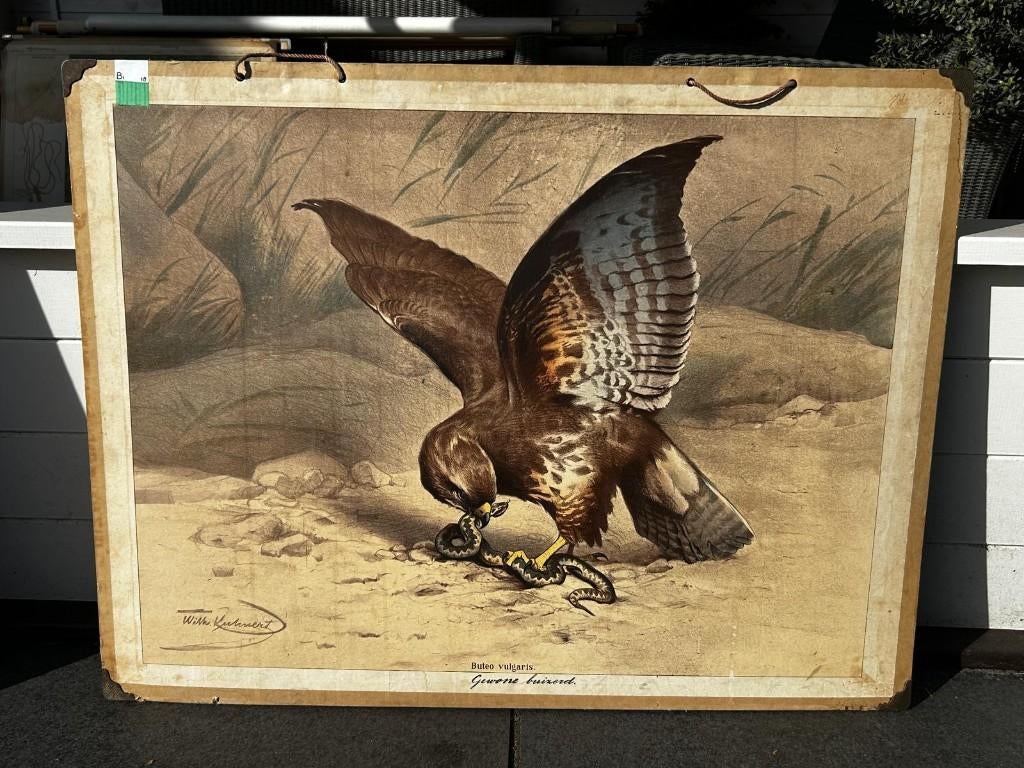 Gewone buizerd, Ophalen of Verzenden, Natuur en Biologie