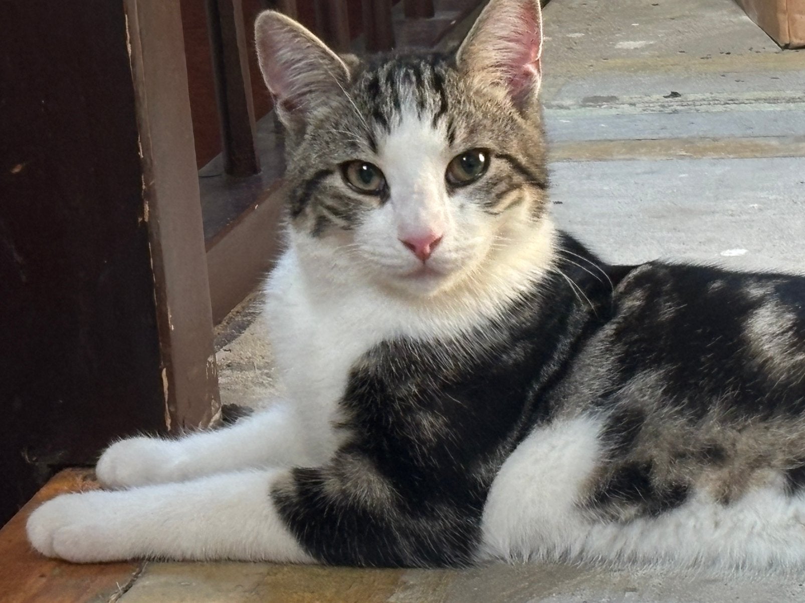 Kattertje 23w zoek nieuw huisje, Dieren en Toebehoren, Katten en Kittens | Overige Katten, Kater