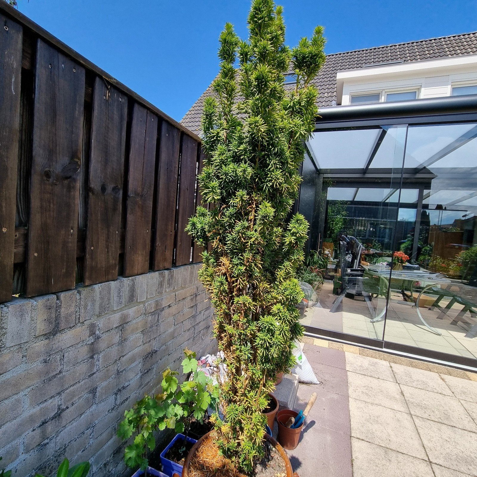 Taxus plant gratis, Ophalen, Taxus, Minder dan 100 cm