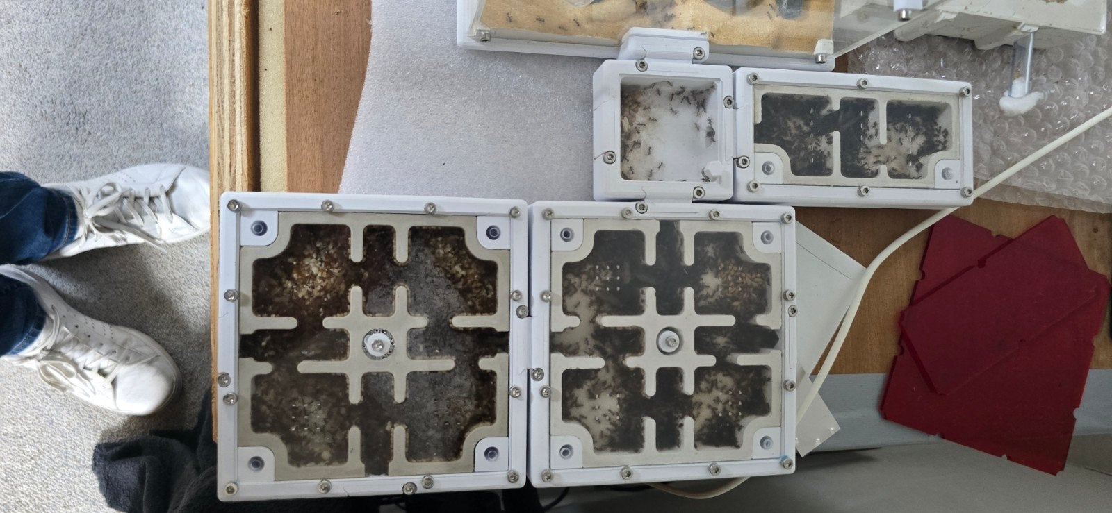 Pheidole mieren uit vietnam + setup, Dieren en Toebehoren, Mieren