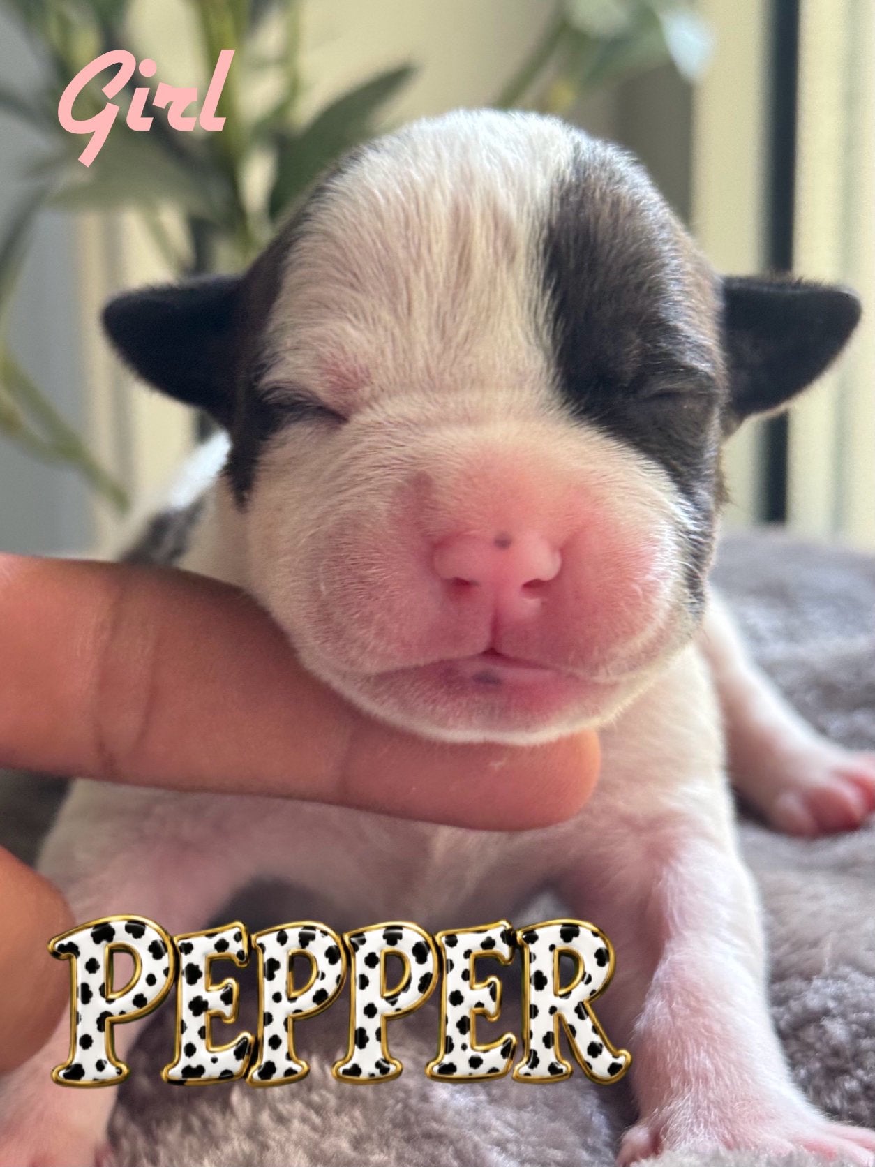 American bully XL pups, 8 tot 15 weken, HCC (leverziekte), Bulldog, Meerdere