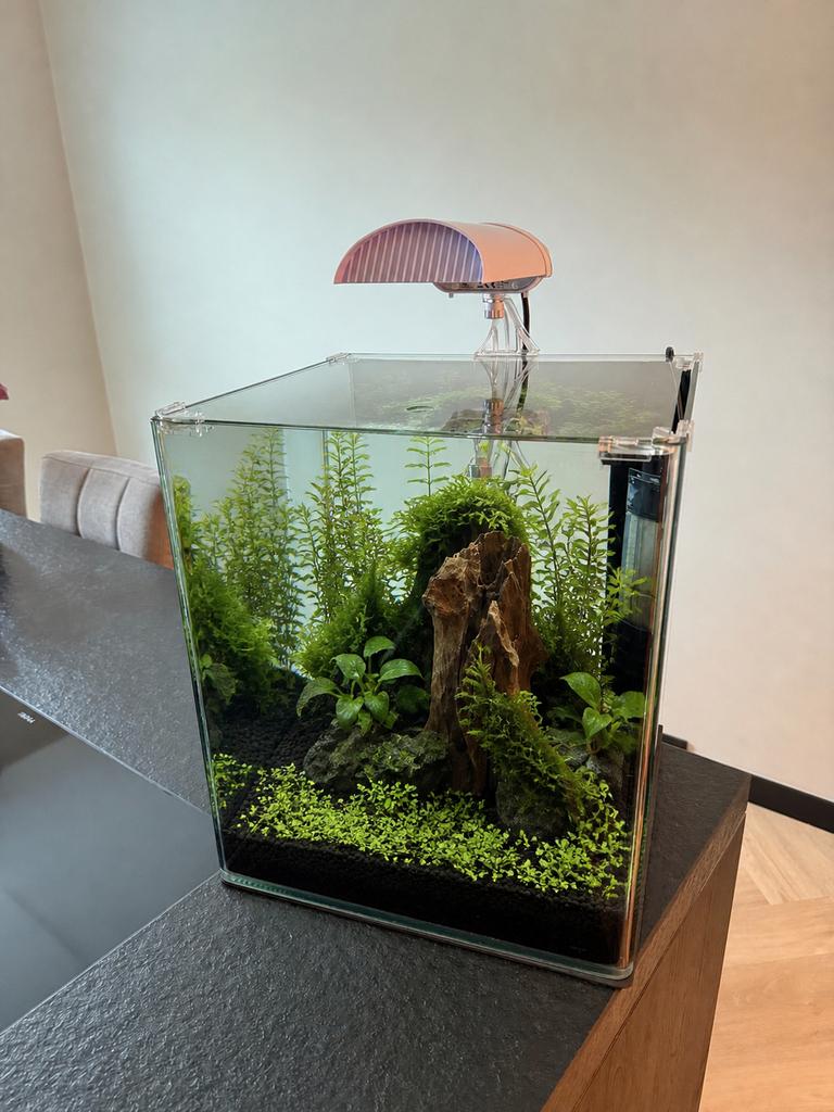 Dennerle nano cube 60 liter, Dieren en Toebehoren, Vissen | Aquaria en Toebehoren, Ophalen, Dennerle, Zo goed als nieuw, Leeg aquarium