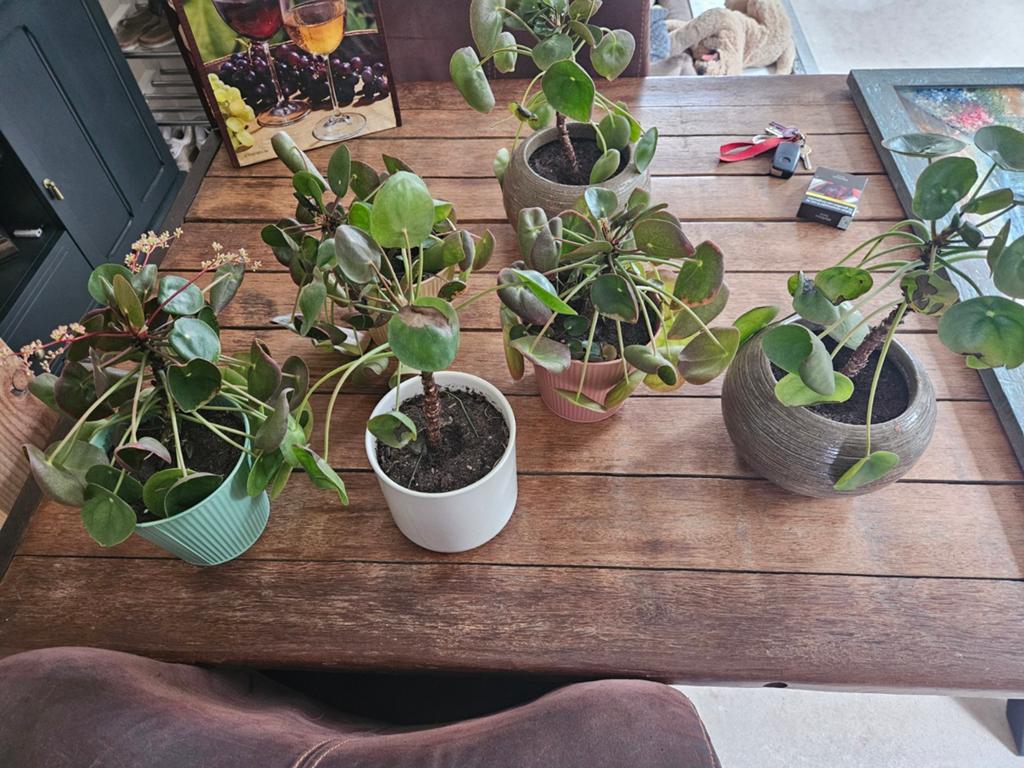 Gratis pannekoekplant (zonder pot), Tuin en Terras, Ophalen, Overige soorten, Volle zon