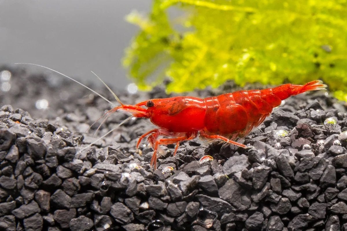 Prachtige Red Fire Garnalen – 10 voor €15!