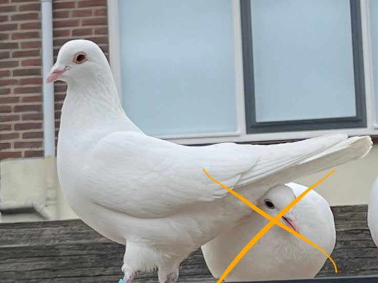 Grote witte man duif, Mannelijk, Overige soorten