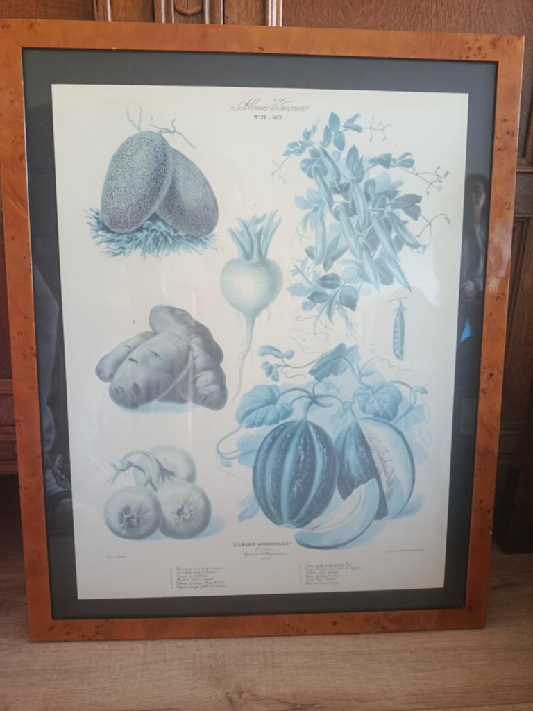 Album Vilmorin (No.26) ingelijste botanische prent, Antiek en Kunst, Ophalen