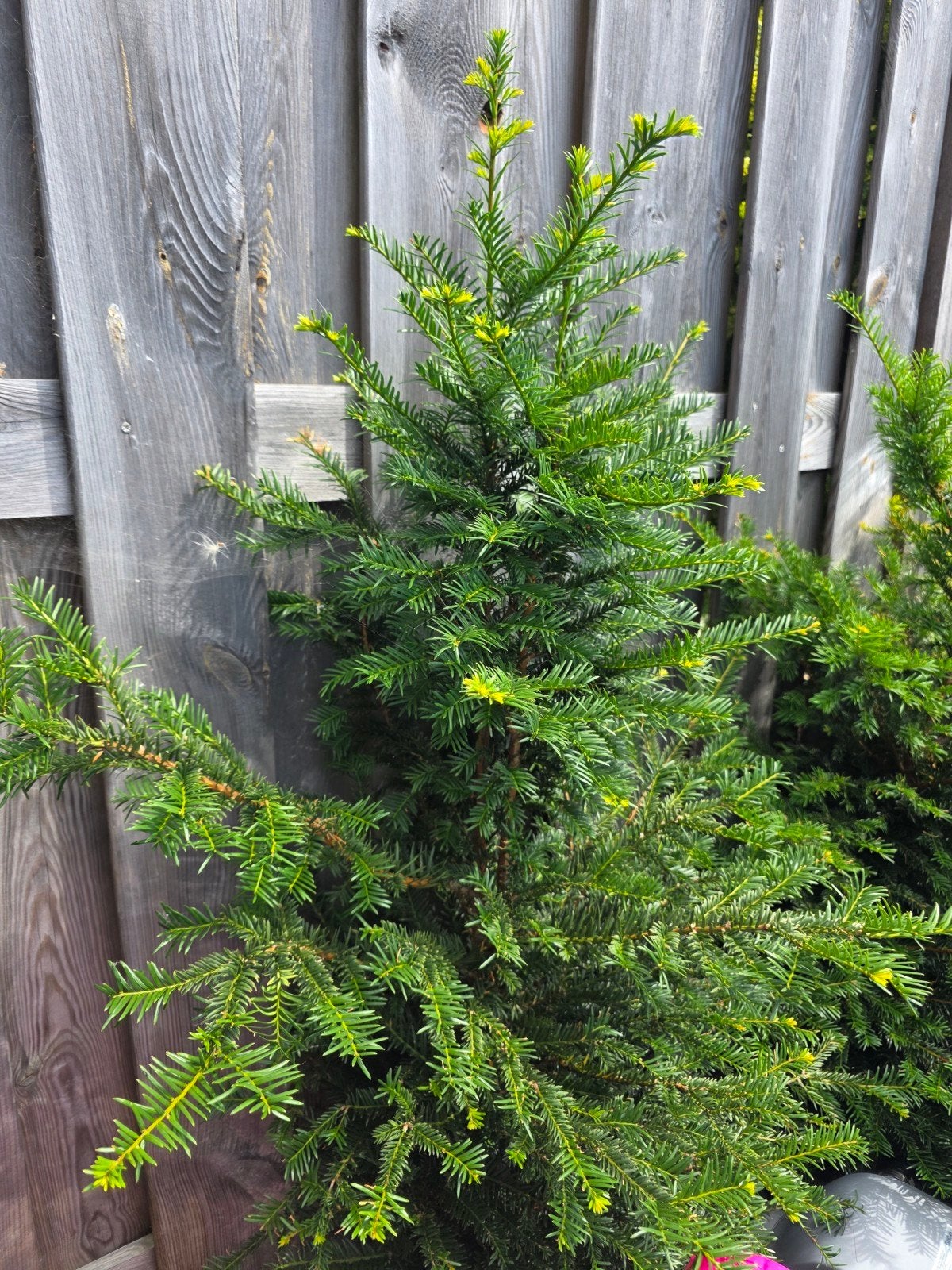 6x  Taxus Baccata (Venijnboom) - Winterharde Conifeer, Bloeit niet, Overige soorten, Minder dan 100 cm, Ophalen