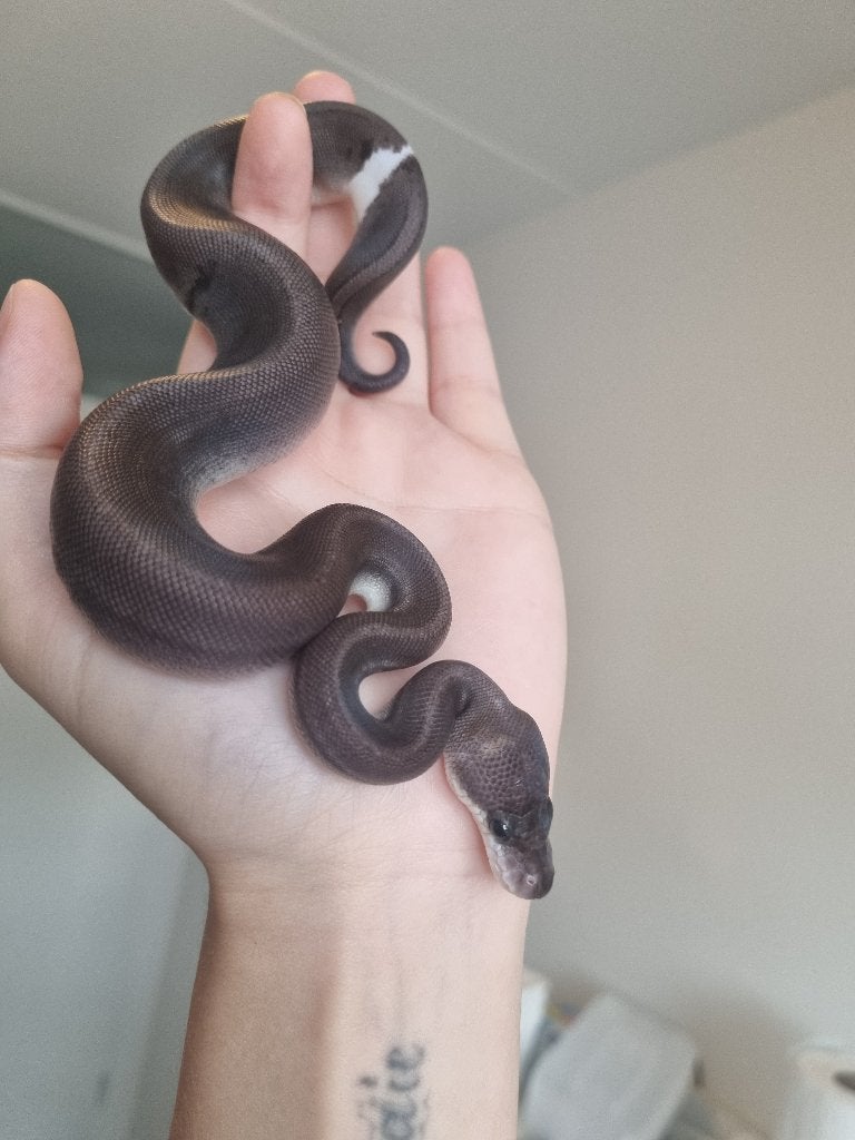 0.1 8 ball ( gravel spotnose clown ) koningspython Ball Python photo 5
