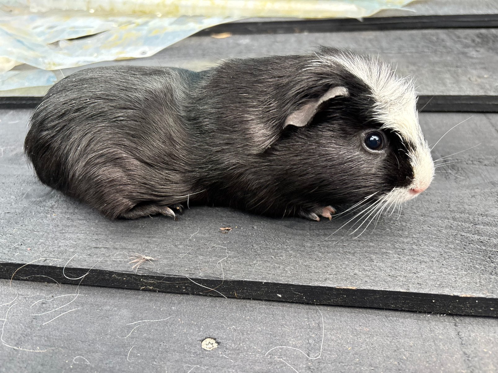Amerikaans gekruinde cavia beer (3 maand), Dieren en Toebehoren, Knaagdieren, Maart, Mannelijk, Cavia