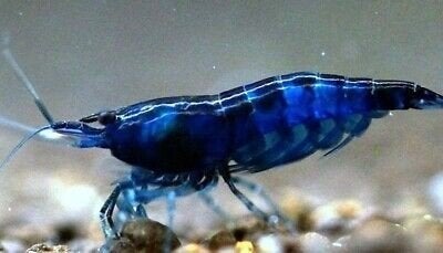 Blauwe Neocaridina davidi garnalen, Dieren en Toebehoren, Kreeft, Krab of Garnaal, Zoetwatervis, Schoolvis
