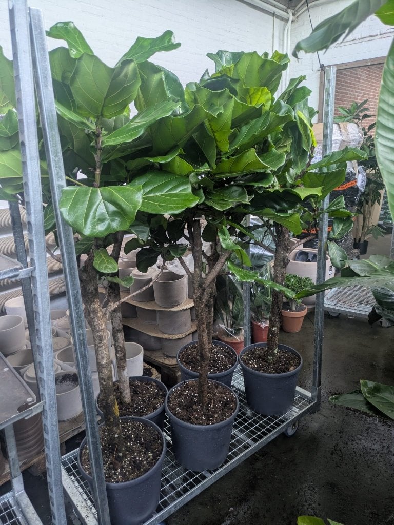 Ficus Lyrata (Tabaksplant) dikke stam - 200 cm, Ficus, 100 tot 150 cm, In pot, Groene kamerplant