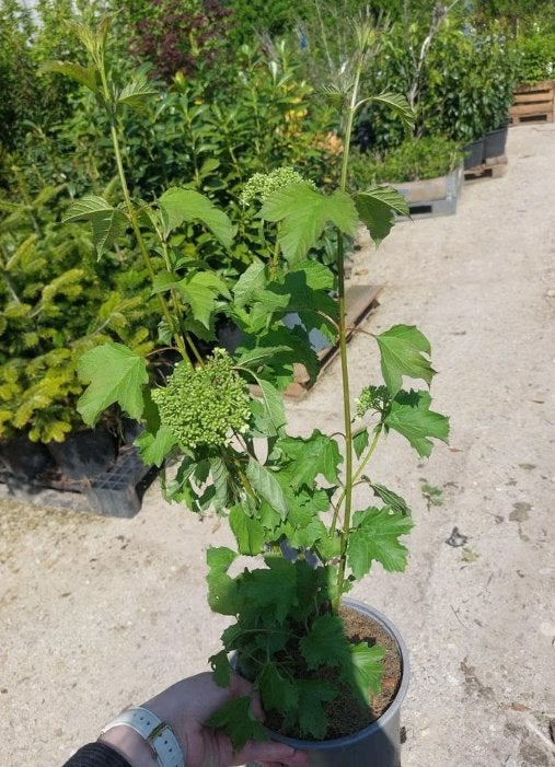 Viburnum opulus compacium, Volle zon, Vaste plant, Lente, Ophalen