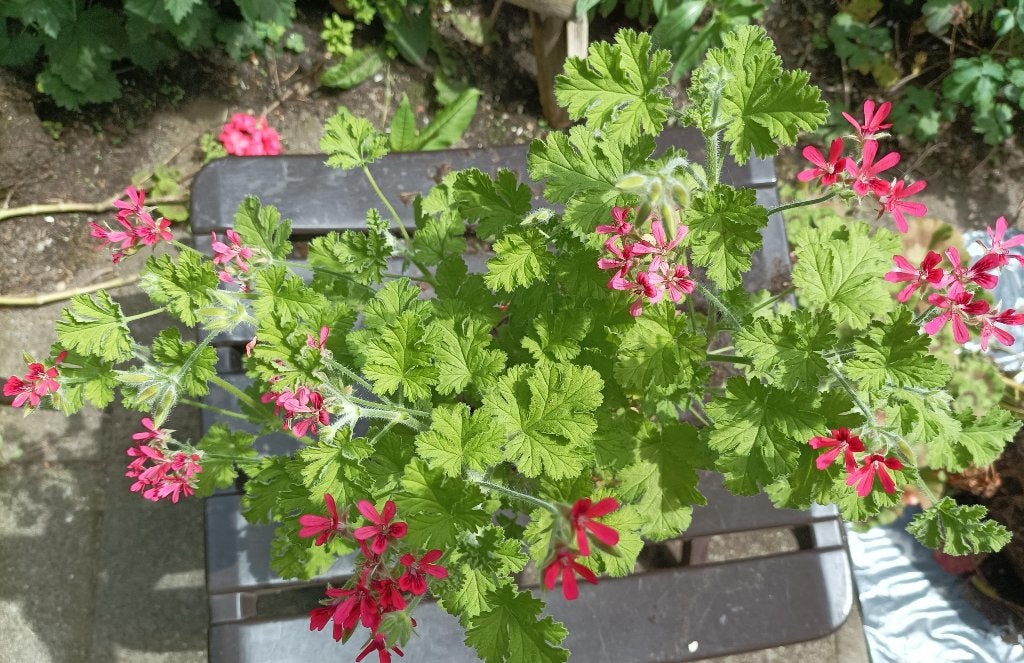 geur geranium, Volle zon, Vaste plant, Zomer, Ophalen